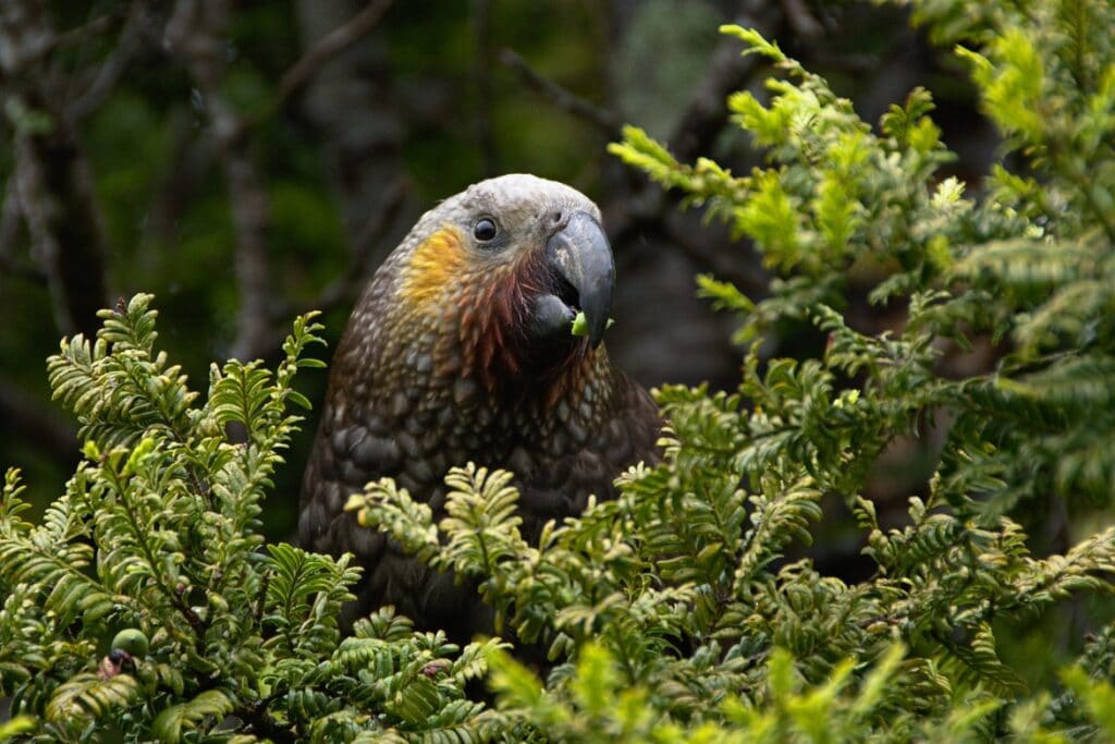 kaka bird nz