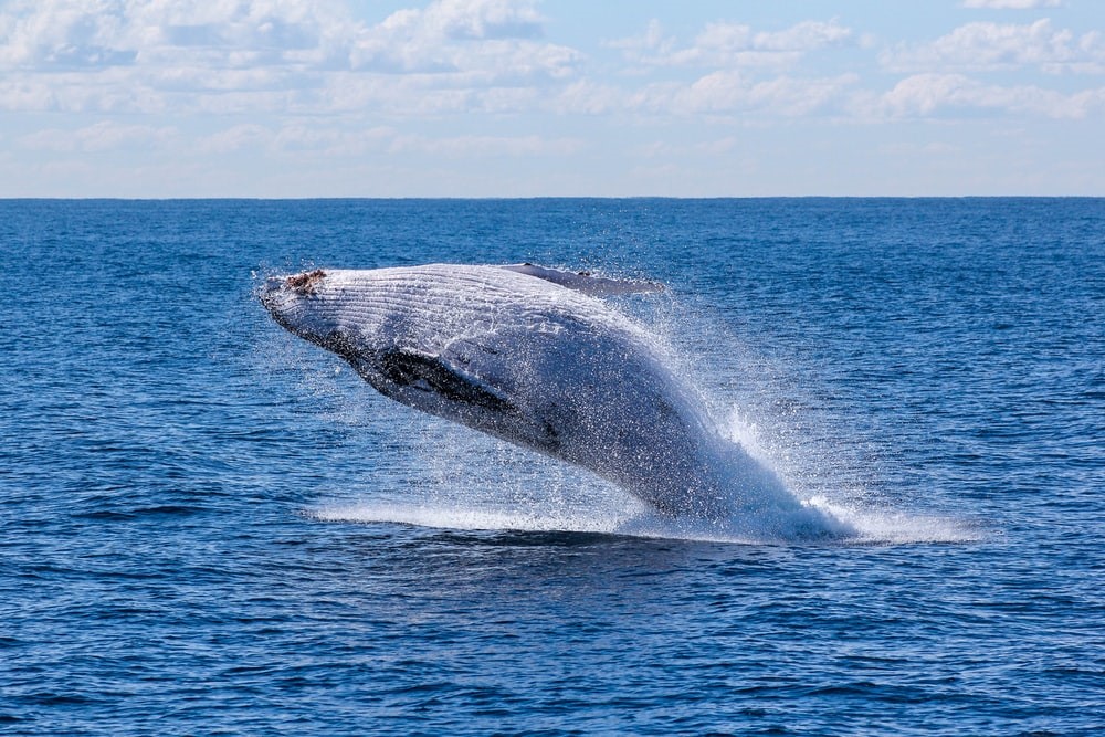 שייט לוויתנים באוסטרליה