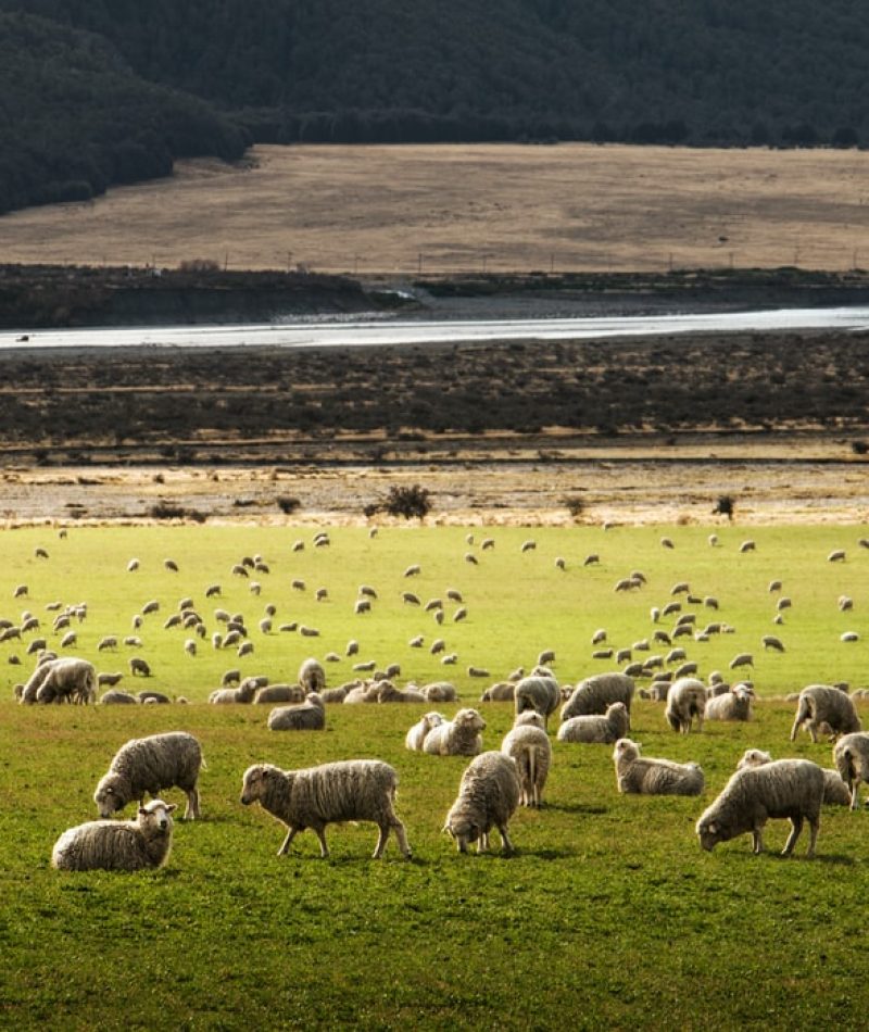 כבשים בניו זילנד